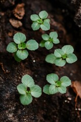 The use of technology and AI in cultivation helps increase efficiency by analyzing soil and water conditions, controlling growth, detecting diseases, reducing chemicals, resulting in faster