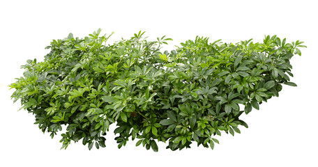 Tropical plant fence bush green shrub tree isolated on white background with clipping path.	
