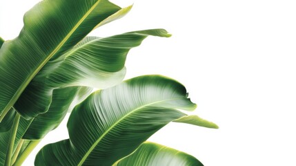 Obraz premium Lush Green Tropical Leaves on White Background