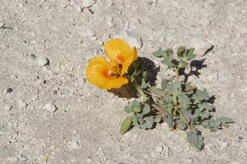 Yellow poppy (Glaucium hornitosum) on sand