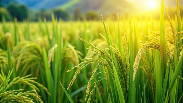 Green organic rice fields with natural farming practices
