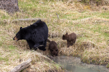 Black Bear Sow With Cubs in Springtime in Yellowstone National Park Wyoming