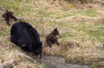 Black Bear Sow With Cubs in Springtime in Yellowstone National Park Wyoming