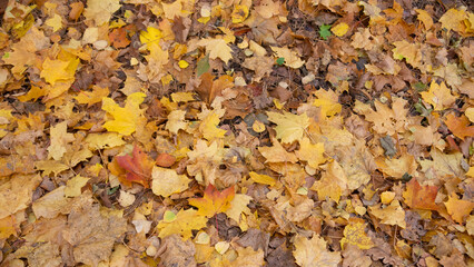 autumn leaves on the ground