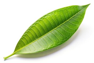 Obraz premium Mango leaf isolated on white background for shallow depth of field photography