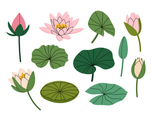 Water lily. Set vector illustrations elegant lily flower. Buds and leaves lotus or water lily. For summer prints, invitations, cards, posters.