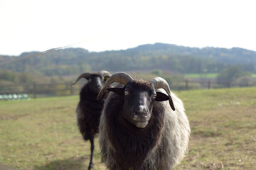 Fototapeta premium Close-Up Photo of a Sheep Standing Gracefully in Green Meadow