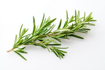Fototapeta premium Fresh Rosemary Sprig with Vibrant Green Colors