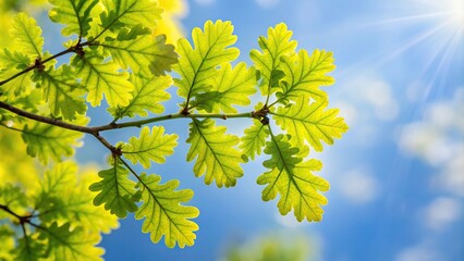 Oak leaves in early spring against the sky