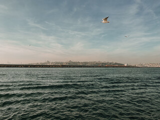 a seagull flying over the Bosphorus in Istanbulm, Panorama of Istanbul, panorama of the city in Turkey, panorama of the city of Istanbul, view of the city of Istanbul