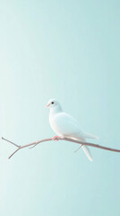 Obraz premium single white dove perched on branch, symbolizing peace and elegance against soft, serene background. This captures moment of tranquility and grace