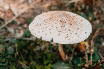 This is a detailed view showcasing a unique and fascinating mushroom amidst a lush green environment that thrives