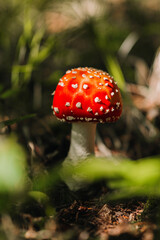 A breathtakingly beautiful red mushroom adorned with white spots, elegantly nestled within a lush green forest backdrop