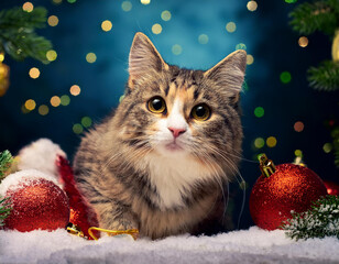  cat, with, christmas, decorations; winter concept; 63920