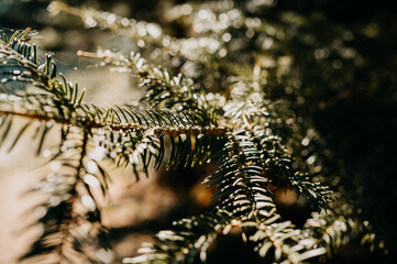 This detailed shot displays lush green evergreen branches, highlighting their rich texture and vibrant color