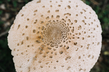A detailed closeup view of a mushrooms cap that showcases its incredibly fascinating and varied textures and patterns