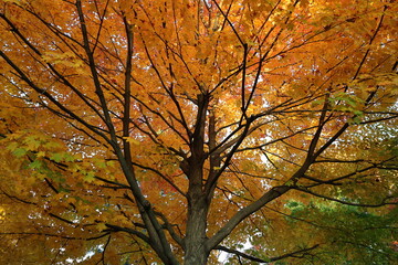autumn trees in the park