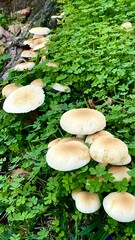 mushrooms in the autumn forest