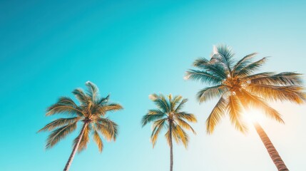 Bright Tropical Sun Shining Over Palm Trees
