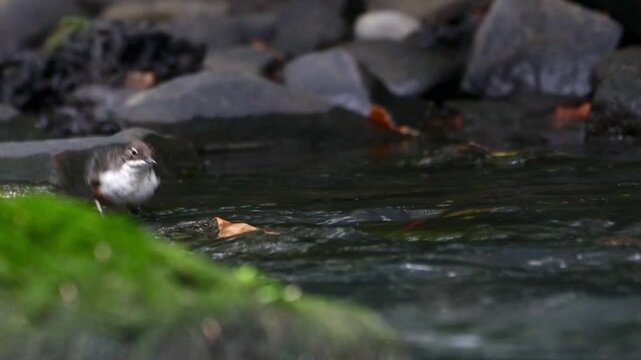 White-throated dipper bird drinking from the flowing River Cynon in daytime in South Wales, Wales