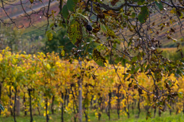 Autumn vineyard landscape. Palava vineyards and grapes in the evening light.