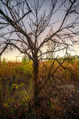 Fototapeta premium Trees at autumn morning ,sunrise through the trees .Forest with sand ,leaves on the sand and ground.Landscape photography in wild places ,traveling to sand quarry at fall season , morning on quarry