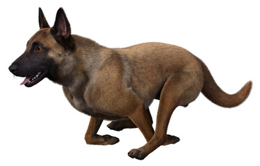 Brown malinois dog running fast with front and rear legs crossed. 3d rendering on transparent background, no AI used