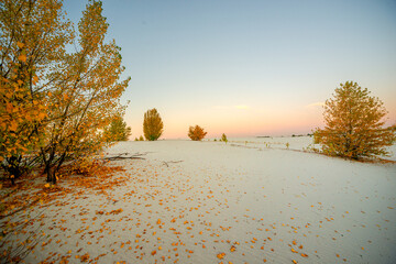 Obraz premium Sand quarry at fall season, trees grow up through the sand,autumn morning in the guarry,yellow and golden colors of leaves on the ground and on trees.Autumn beautiful landscape , Ukraine nature