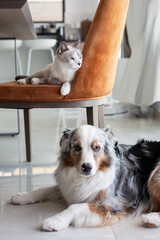 Plakat A peaceful scene of a gray cat lounging on a chair and an Australian Shepherd resting on the floor. Companionship, friendship between cat and dog in a modern home setting.
