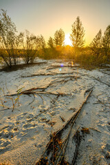 Landscape with sunrise leaves on ground , sand quarry , path on the sand .Old and mystery trees stand and grows through the sand .Orange and golden sunrise over the branches,october in the forest . 