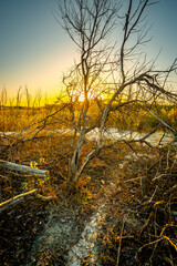 Obraz premium Landscape with sunrise leaves on ground , sand quarry , path on the sand .Old and mystery trees stand and grows through the sand .Orange and golden sunrise over the branches,october in the forest . 