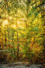 Fototapeta premium Trees at autumn morning ,sunrise through the trees .Forest with sand ,leaves on the sand and ground.Landscape photography in wild places ,traveling to sand quarry at fall season , morning on quarry