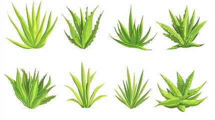 Variety of green succulent plants on a white isolated background.