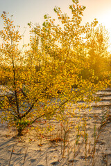 Landscape with sunrise leaves on ground , sand quarry , path on the sand .Old and mystery trees stand and grows through the sand .Orange and golden sunrise over the branches,october in the forest . 