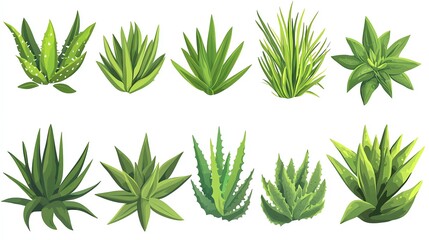 Various green succulent plants, isolated on a white background.