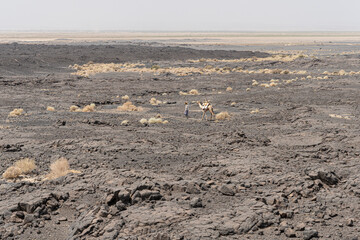 Volcanic landscape near the active volcano Mount Erta Ale, Ethiopia © Torsten Pursche