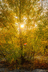 Landscape with sunrise leaves on ground , sand quarry , path on the sand .Old and mystery trees stand and grows through the sand .Orange and golden sunrise over the branches,october in the forest . 