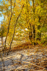 Landscape with sunrise leaves on ground , sand quarry , path on the sand .Old and mystery trees stand and grows through the sand .Orange and golden sunrise over the branches,october in the forest . 