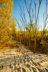 Landscape with sunrise leaves on ground , sand quarry , path on the sand .Old and mystery trees stand and grows through the sand .Orange and golden sunrise over the branches,october in the forest . 