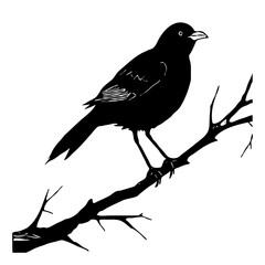 Obraz premium Bird . Animal black and white illustration . Logo design, for use in graphics.