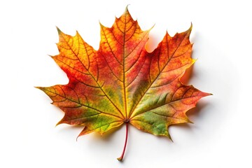 Fototapeta premium Colorful autumn maple leaf isolated on white background with low angle perspective