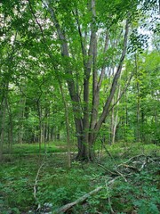 trees in the woods