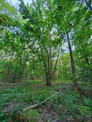 trees in the forest