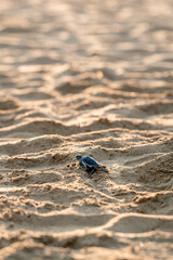 A little green turtle hatches on a sandy beach in Cyprus. The baby turtle bravely makes its way to the sea alone. Scenic moment of the wild life struggling to survive. Motivating