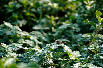 brown grasshoppers on garden leaves in the morning, insect life