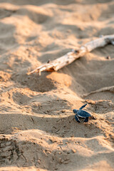 A little green turtle hatches on a sandy beach in Cyprus. The baby turtle bravely makes its way to the sea alone. Scenic moment of the wild life struggling to survive. Motivating