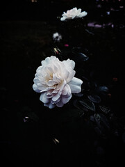 Biała róża w stylu vintage © Micha