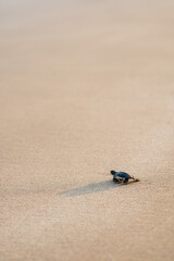 A little green turtle hatches on a sandy beach in Cyprus. The baby turtle bravely makes its way to the sea alone. Scenic moment of the wild life struggling to survive. Motivating