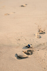 A little green turtle hatches on a sandy beach in Cyprus. The baby turtle bravely makes its way to the sea. Scenic moment of the wild life struggling to survive. Motivating