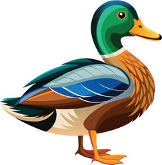 Realistic duck vector on white background  